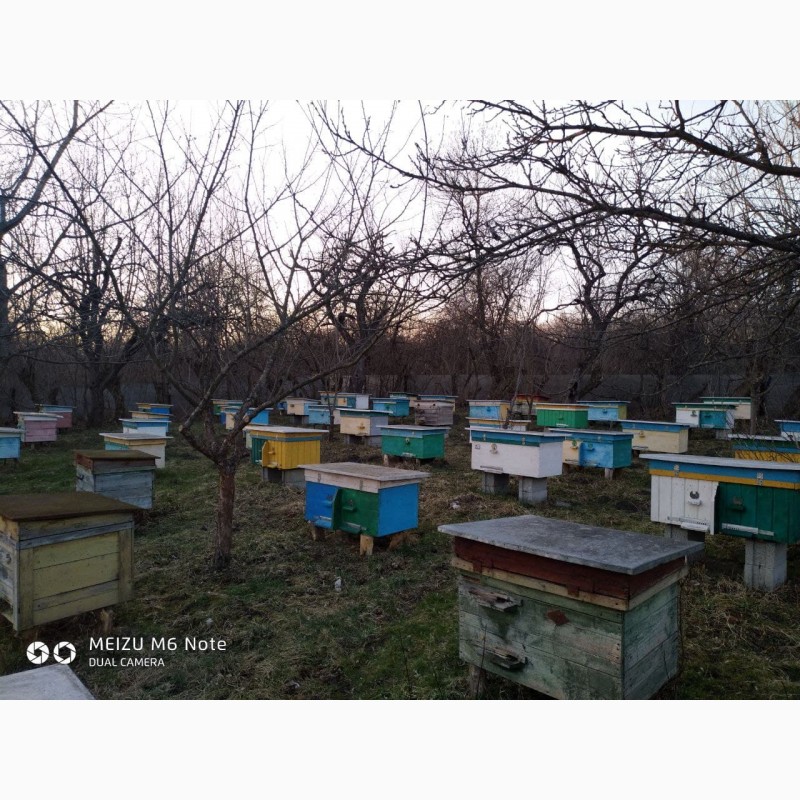 Фото 4. 4 та 6 рамочні пакети бджіл у великій кількості