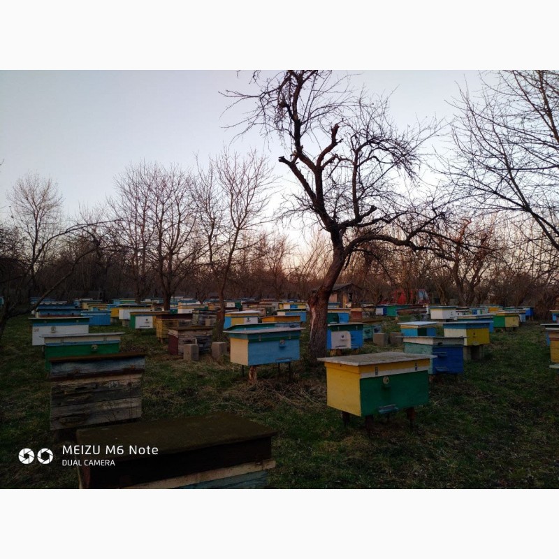 Фото 5. 4 та 6 рамочні пакети бджіл у великій кількості