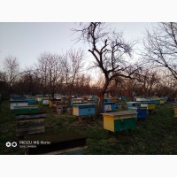 4 та 6 рамочні пакети бджіл у великій кількості