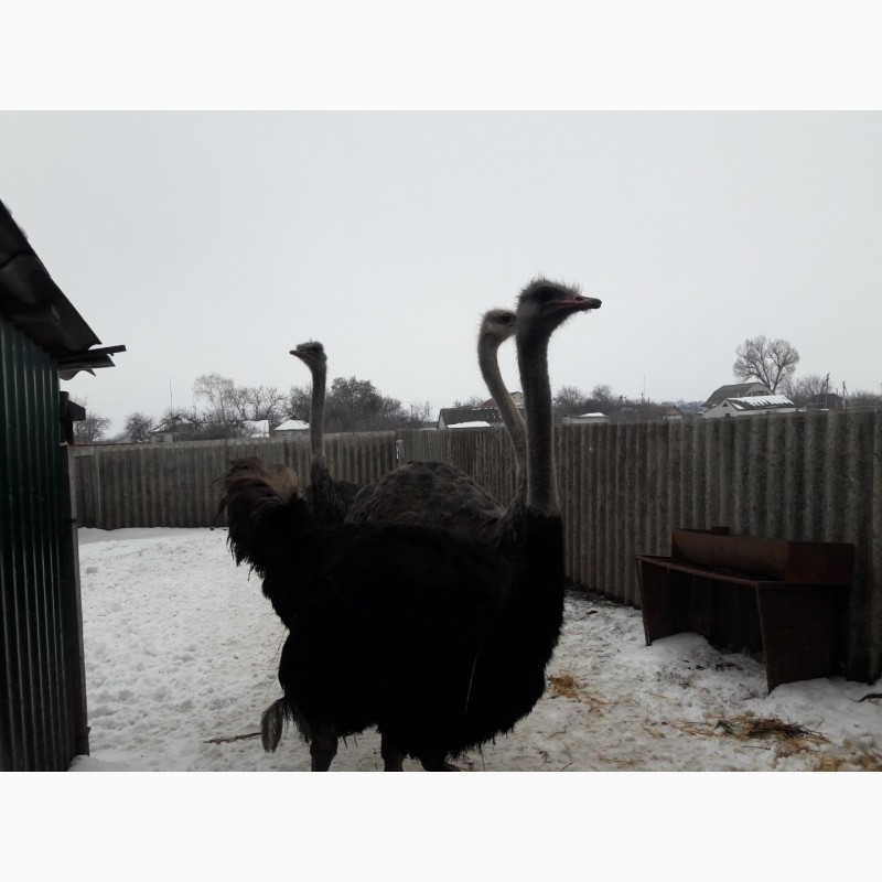 Фото 2. Продаю страусів