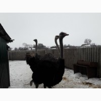 Продаю страусів