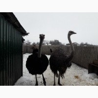 Продаю страусів
