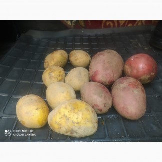 Продам семенной картофель, сорт Ривьера