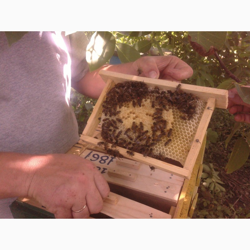 Фото 3. Продам бджолопакети та плідні мічені матки карпатка