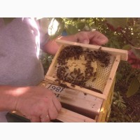 Продам бджолопакети та плідні мічені матки карпатка