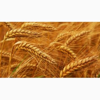 Пшеница 11, 5%, 12, 5% экспорт