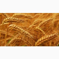 Пшеница 11, 5%, 12, 5% экспорт