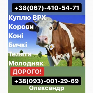 Заготівля ВРХ та Коней по всій Київській та Житомирській областях! Дзвоніть ЦІЛОДОБОВО