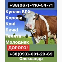 Заготівля ВРХ та Коней по всій Київській та Житомирській областях! Дзвоніть ЦІЛОДОБОВО