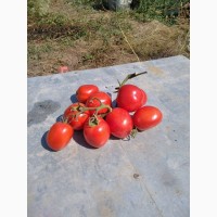 Продам помидор экспортного качества