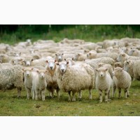 Овцы Бараны Ягнята Оптом Доставка по всей Украине и Зарубеж