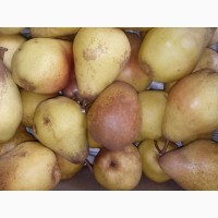 Продам грушу яблунивська и ноябрьская
