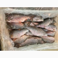 Речная рыба в ассортименте (глубокая заморозка)