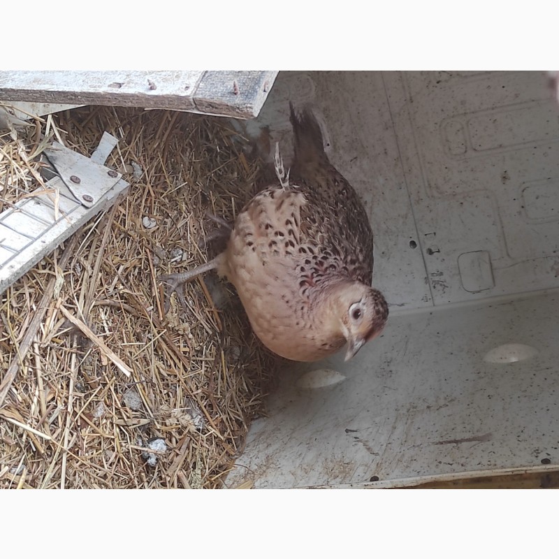 Фото 3. Продам інкубаційні яйця фазана мисливського