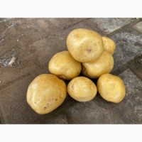 Продовольча картопля гуртом, сорт Рів#039;єра у Луцьку