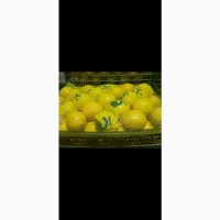 Продадим лимон Мейер из Турции оптом