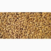 Продам жито 60-65 тонн