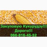 На постійній основі закуповуємо кукурудзу у Полтавській, Чернігівській
