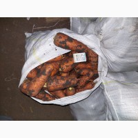 Морква сорт Абако