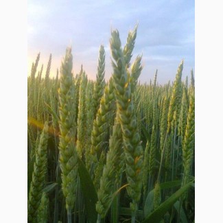 Насіння ярої пшениці Маттус, Гранус, Широкко, 1 репродукція з документами