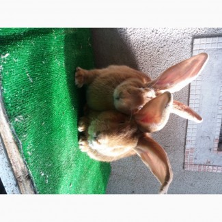 Кролики. Бельгійський велетень.Різен Голд#039;.Молодняк