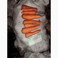 Продам товарну моркву