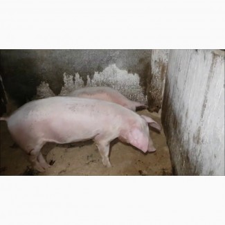 Мясні свині живой вагою