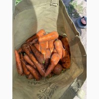 Продам молодую морковь