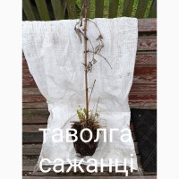 Таволга сажанці