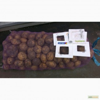 Продам картофель Тоскана, средняя фракция