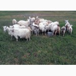 Продаються недорого дійні кози