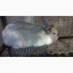 Продам кроликов породы французская хилла