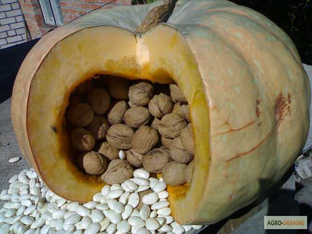 Фото 4. Куплю Грецкий орех, семена тыквы, фасоль