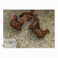 Куры породы Сибрайт (Sebright Bantams)