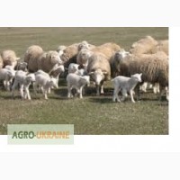 Вівці цигайської породи, молодняк, вівцематки з ФГ