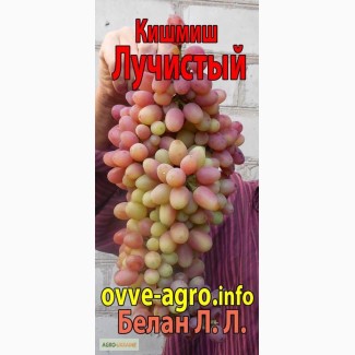 Виноградная выставка-дегустация с обучающими мастер-классами