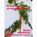 Виноградная выставка-дегустация с обучающими мастер-классами