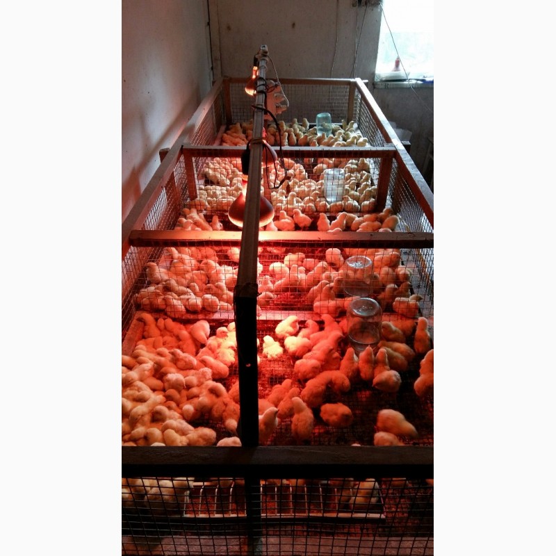 Фото 3. Продам цыплят бройлера РОСС-308