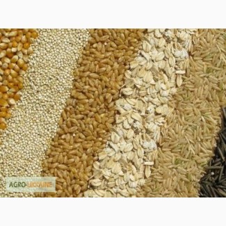 Компания на постоянной основе ЗАКУПАЕТ пшеницу, ячмень, кукурузу и др