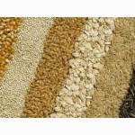 Компания на постоянной основе ЗАКУПАЕТ пшеницу, ячмень, кукурузу и др