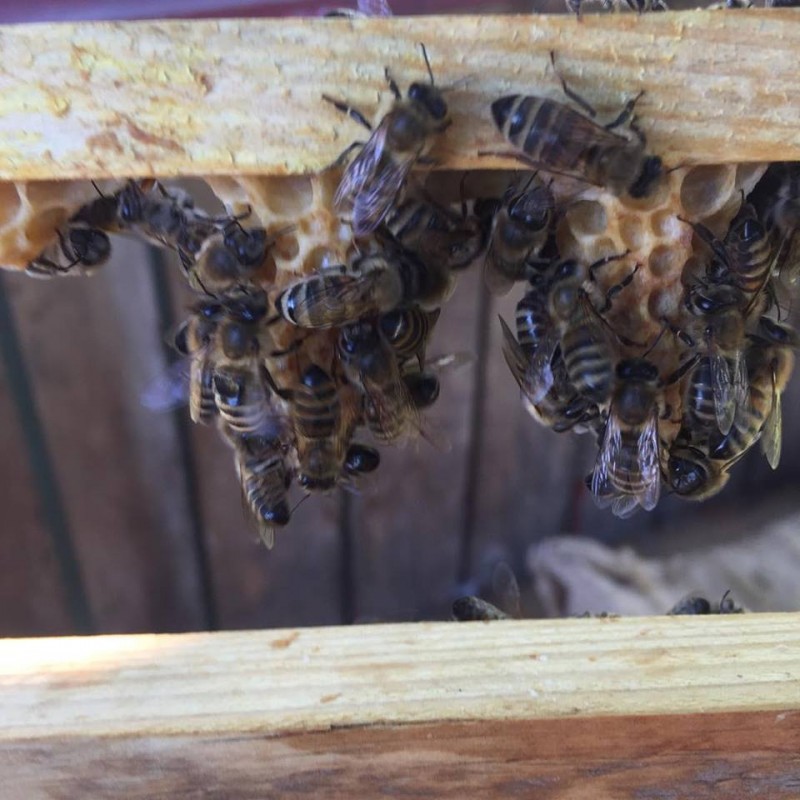 Фото 2. Маточники на виході української степової бджоли