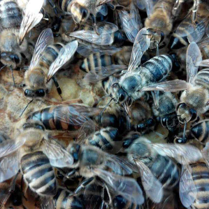 Фото 4. Маточники на виході української степової бджоли