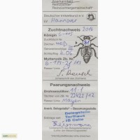 Продам Бджоломатки від Карніка Пешец (Сarnica peschetz) 6-115-21