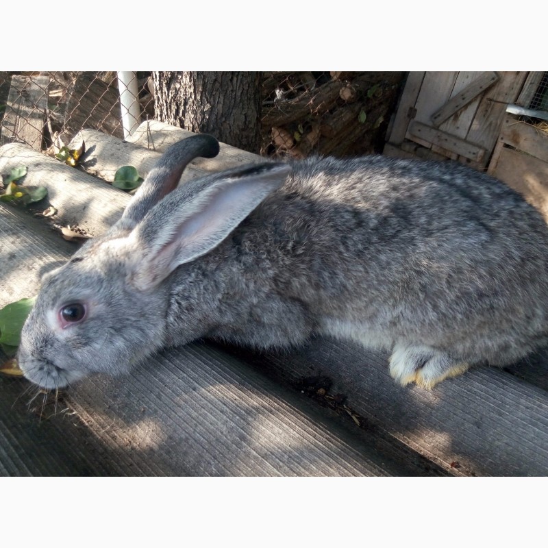 Фото 3. Продам кроликов породы Бельгийский фландр, белый великан, шиншила разного возраста