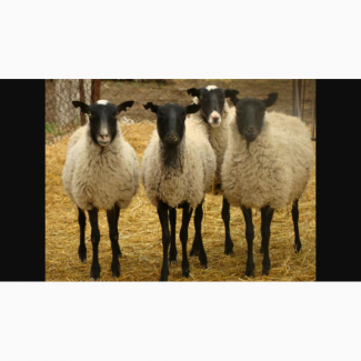 Продам чистокровных, Романовских овец