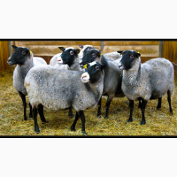 Продам чистокровных, Романовских овец