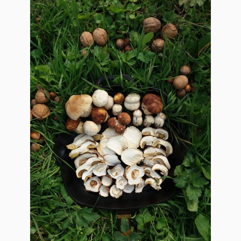Фото 10. Продам осінній сушений білий гриб хорошої якості