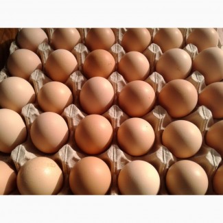 Яйца инкубационные Coob-500