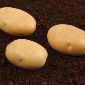 Фото 3. Продам семенной картофель первой репродукции 7, 10 грн