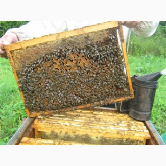 Продам пчелопакеты и семьи на 2018г (Качество, свои пчелы)